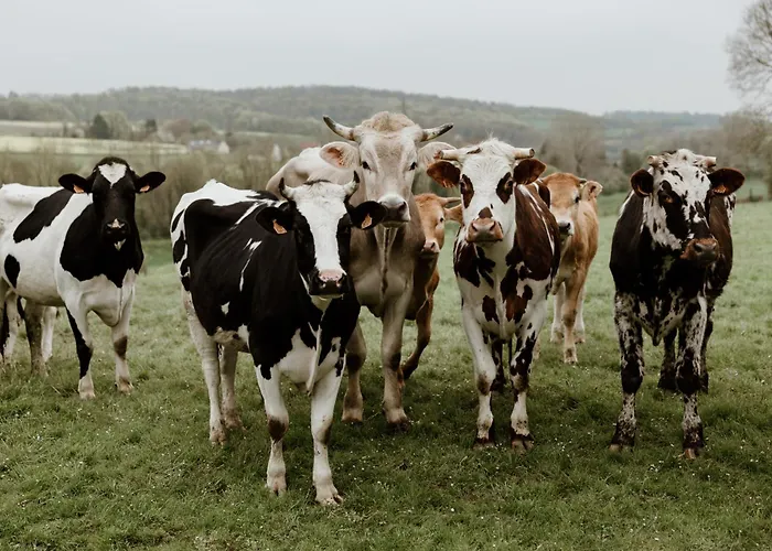 Chateau De Guest house Vauchelles-les-Domart